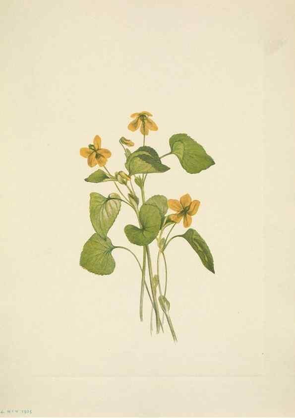 Reproducción/Reproduction 46194086364: North American wild flowers. Washington, D.C. :Smithsonian Institution,1925.. 