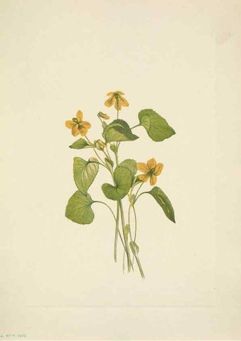 Reproducción/Reproduction 46194086364: North American wild flowers. Washington, D.C. :Smithsonian Institution,1925.. 