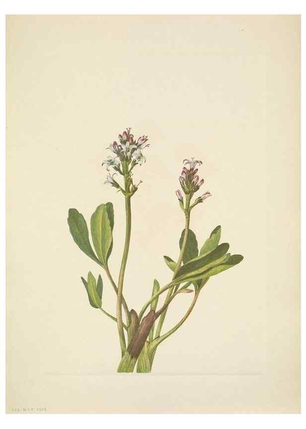 Reproducción/Reproduction 33043530978: North American wild flowers. Washington, D.C. :Smithsonian Institution,1925.. 