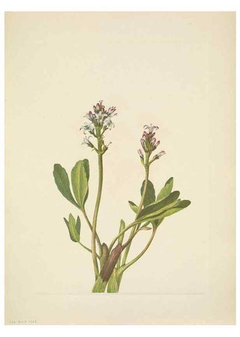 Reproducción/Reproduction 33043530978: North American wild flowers. Washington, D.C. :Smithsonian Institution,1925.. 