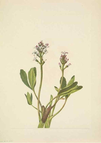 Reproducción/Reproduction 33043530978: North American wild flowers. Washington, D.C. :Smithsonian Institution,1925.. 