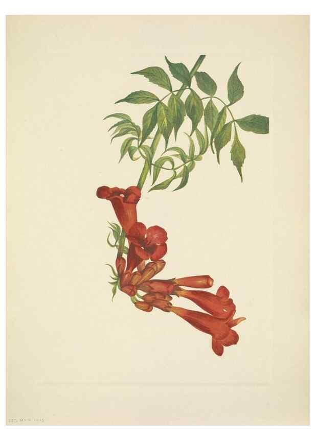 Reproducción/Reproduction 39954118863: North American wild flowers. Washington, D.C. :Smithsonian Institution,1925.. 