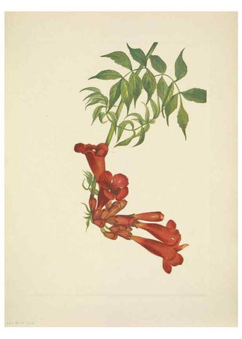 Reproducción/Reproduction 39954118863: North American wild flowers. Washington, D.C. :Smithsonian Institution,1925.. 