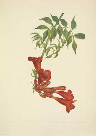 Reproducción/Reproduction 39954118863: North American wild flowers. Washington, D.C. :Smithsonian Institution,1925.. 