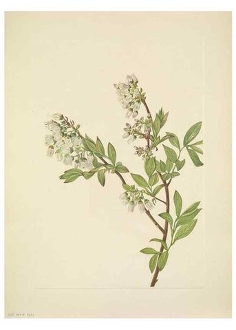 Reproducción/Reproduction 46194088984: North American wild flowers. Washington, D.C. :Smithsonian Institution,1925.. 