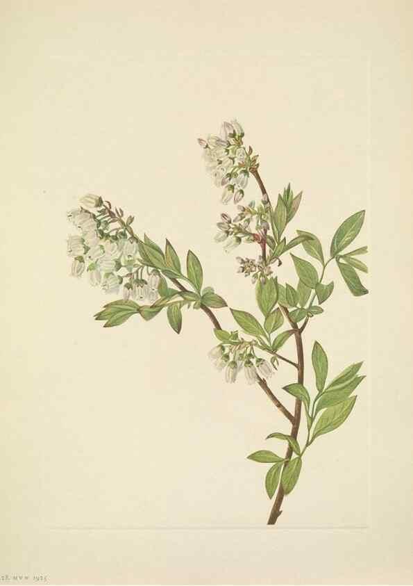 Reproducción/Reproduction 46194088984: North American wild flowers. Washington, D.C. :Smithsonian Institution,1925.. 