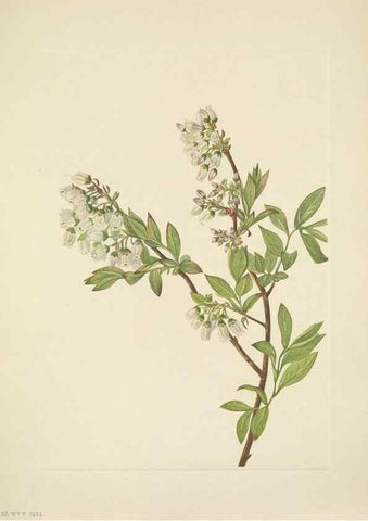 Reproducción/Reproduction 46194088984: North American wild flowers. Washington, D.C. :Smithsonian Institution,1925.. 