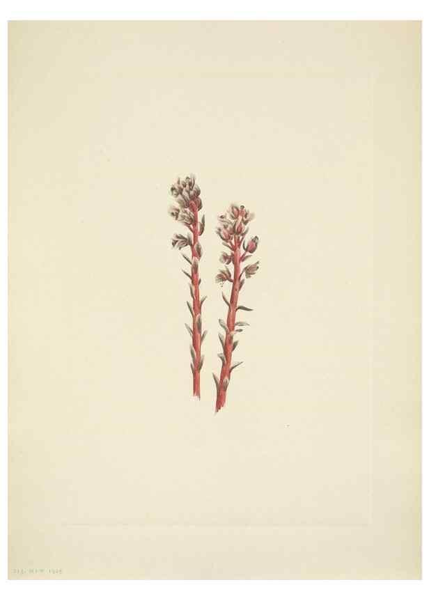 Reproducción/Reproduction 46918848321: North American wild flowers. Washington, D.C. :Smithsonian Institution,1925.. 