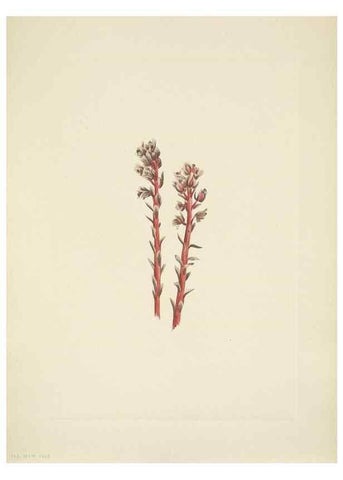 Reproducción/Reproduction 46918848321: North American wild flowers. Washington, D.C. :Smithsonian Institution,1925.. 
