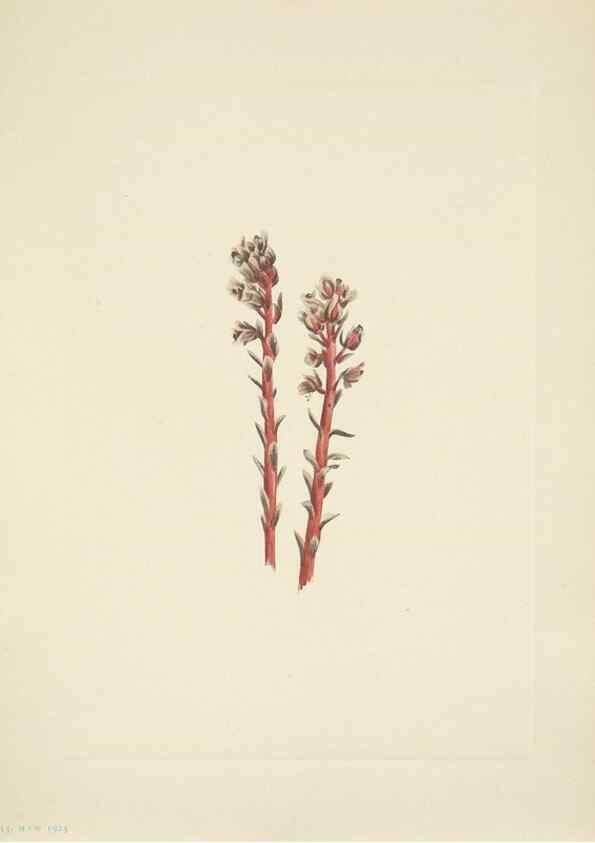 Reproducción/Reproduction 46918848321: North American wild flowers. Washington, D.C. :Smithsonian Institution,1925.. 