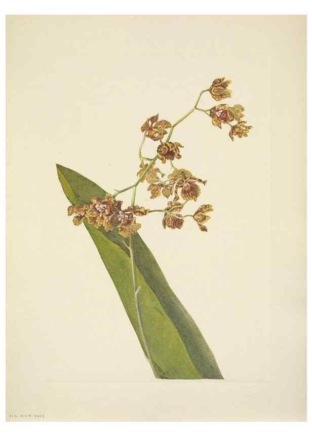 Reproducción/Reproduction 39954108803: North American wild flowers. Washington, D.C. :Smithsonian Institution,1925.. 