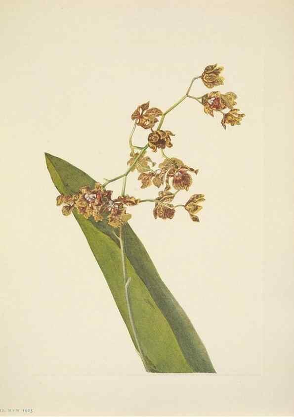 Reproducción/Reproduction 39954108803: North American wild flowers. Washington, D.C. :Smithsonian Institution,1925.. 
