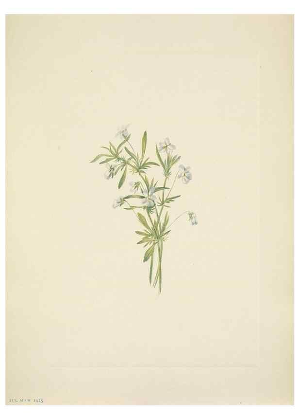 Reproducción/Reproduction 46004497525: North American wild flowers. Washington, D.C. :Smithsonian Institution,1925.. 