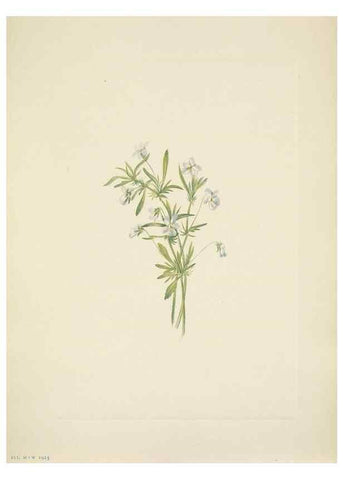 Reproducción/Reproduction 46004497525: North American wild flowers. Washington, D.C. :Smithsonian Institution,1925.. 