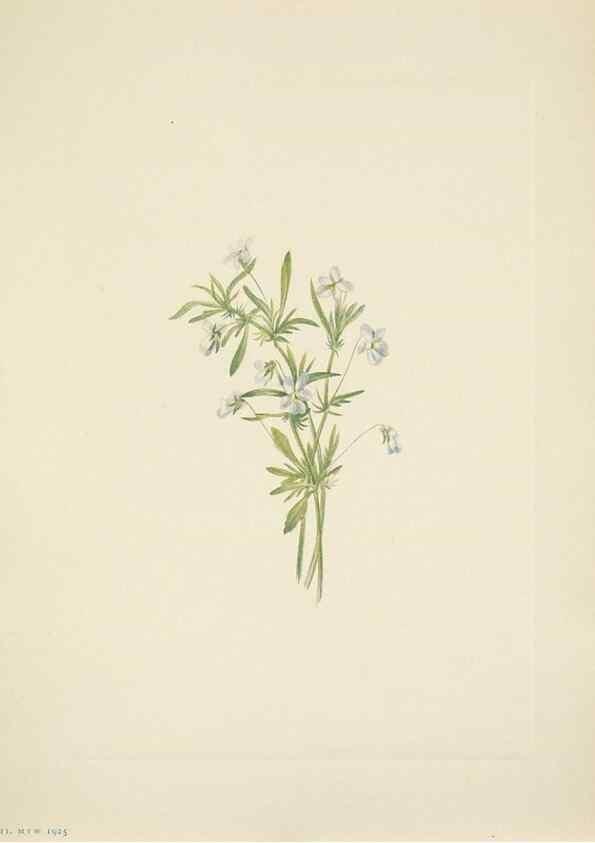 Reproducción/Reproduction 46004497525: North American wild flowers. Washington, D.C. :Smithsonian Institution,1925.. 