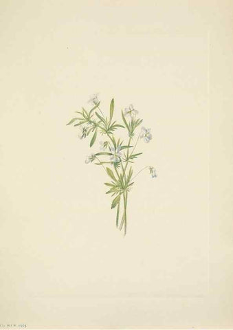 Reproducción/Reproduction 46004497525: North American wild flowers. Washington, D.C. :Smithsonian Institution,1925.. 
