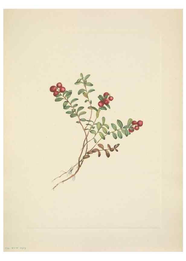 Reproducción/Reproduction 33043506668: North American wild flowers. Washington, D.C. :Smithsonian Institution,1925.. 