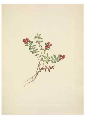 Reproducción/Reproduction 33043506668: North American wild flowers. Washington, D.C. :Smithsonian Institution,1925.. 