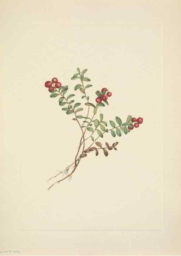 Reproducción/Reproduction 33043506668: North American wild flowers. Washington, D.C. :Smithsonian Institution,1925.. 