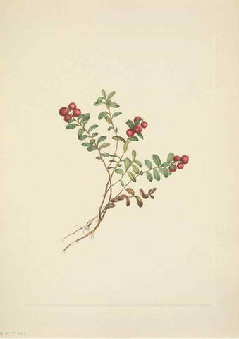 Reproducción/Reproduction 33043506668: North American wild flowers. Washington, D.C. :Smithsonian Institution,1925.. 