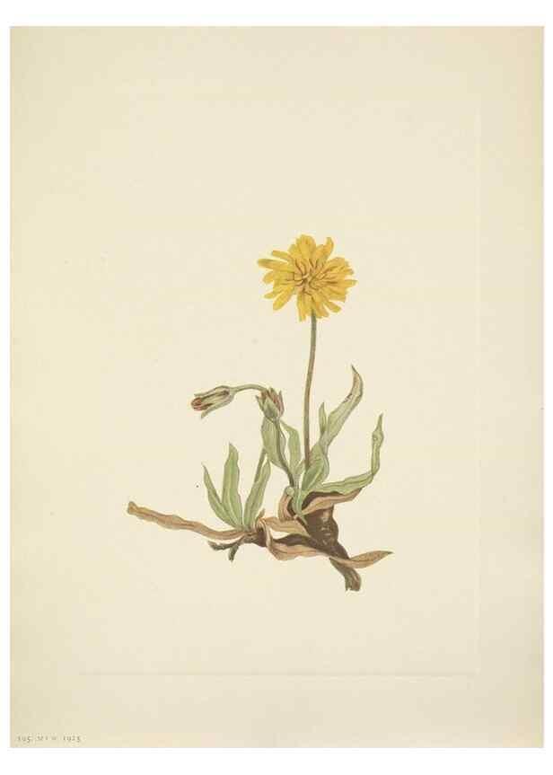 Reproducción/Reproduction 46004482555: North American wild flowers. Washington, D.C. :Smithsonian Institution,1925.. 