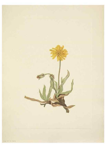 Reproducción/Reproduction 46004482555: North American wild flowers. Washington, D.C. :Smithsonian Institution,1925.. 