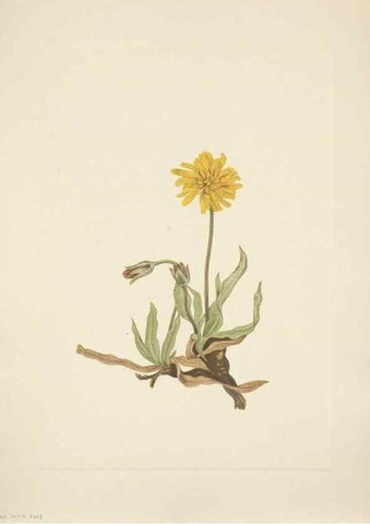 Reproducción/Reproduction 46004482555: North American wild flowers. Washington, D.C. :Smithsonian Institution,1925.. 