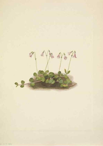 Reproducción/Reproduction 31977708947: North American wild flowers. Washington, D.C. :Smithsonian Institution,1925.. 