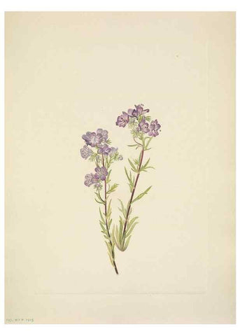 Reproducción/Reproduction 46194066344: North American wild flowers. Washington, D.C. :Smithsonian Institution,1925.. 