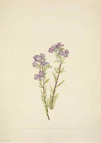 Reproducción/Reproduction 46194066344: North American wild flowers. Washington, D.C. :Smithsonian Institution,1925.. 