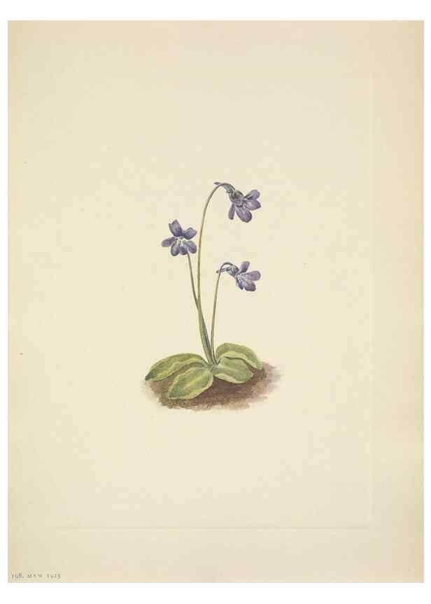Reproducción/Reproduction 46194067274: North American wild flowers. Washington, D.C. :Smithsonian Institution,1925.. 