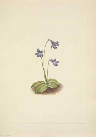 Reproducción/Reproduction 46194067274: North American wild flowers. Washington, D.C. :Smithsonian Institution,1925.. 