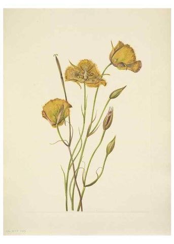 Reproducción/Reproduction 46004485665: North American wild flowers. Washington, D.C. :Smithsonian Institution,1925.. 