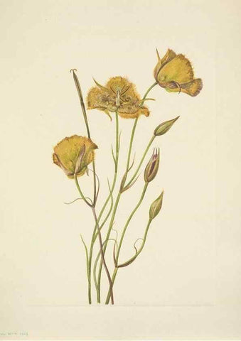 Reproducción/Reproduction 46004485665: North American wild flowers. Washington, D.C. :Smithsonian Institution,1925.. 