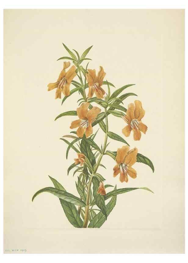 Reproducción/Reproduction 46004486645: North American wild flowers. Washington, D.C. :Smithsonian Institution,1925.. 