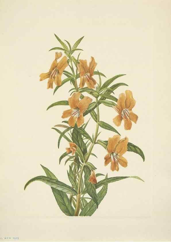 Reproducción/Reproduction 46004486645: North American wild flowers. Washington, D.C. :Smithsonian Institution,1925.. 