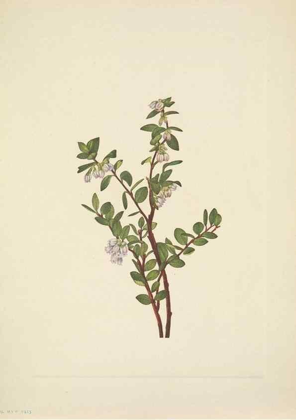 Reproducción/Reproduction 46194089554: North American wild flowers. Washington, D.C. :Smithsonian Institution,1925.. 