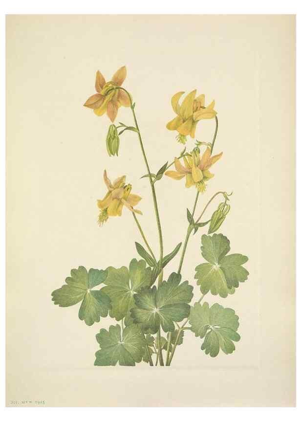 Reproducción/Reproduction 46004487765: North American wild flowers. Washington, D.C. :Smithsonian Institution,1925.. 