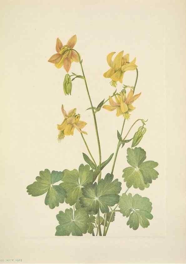 Reproducción/Reproduction 46004487765: North American wild flowers. Washington, D.C. :Smithsonian Institution,1925.. 