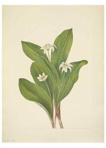 Reproducción/Reproduction 46194073204: North American wild flowers. Washington, D.C. :Smithsonian Institution,1925.. 