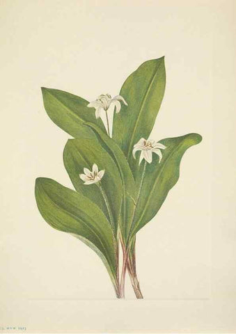 Reproducción/Reproduction 46194073204: North American wild flowers. Washington, D.C. :Smithsonian Institution,1925.. 