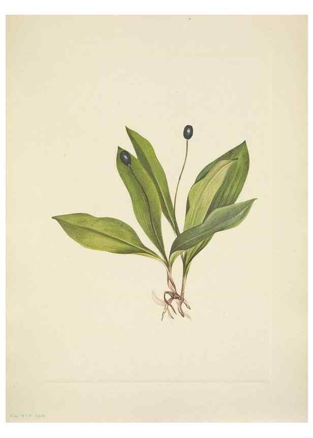 Reproducción/Reproduction 46194074324: North American wild flowers. Washington, D.C. :Smithsonian Institution,1925.. 