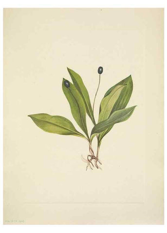 Reproducción/Reproduction 46194074324: North American wild flowers. Washington, D.C. :Smithsonian Institution,1925.. 