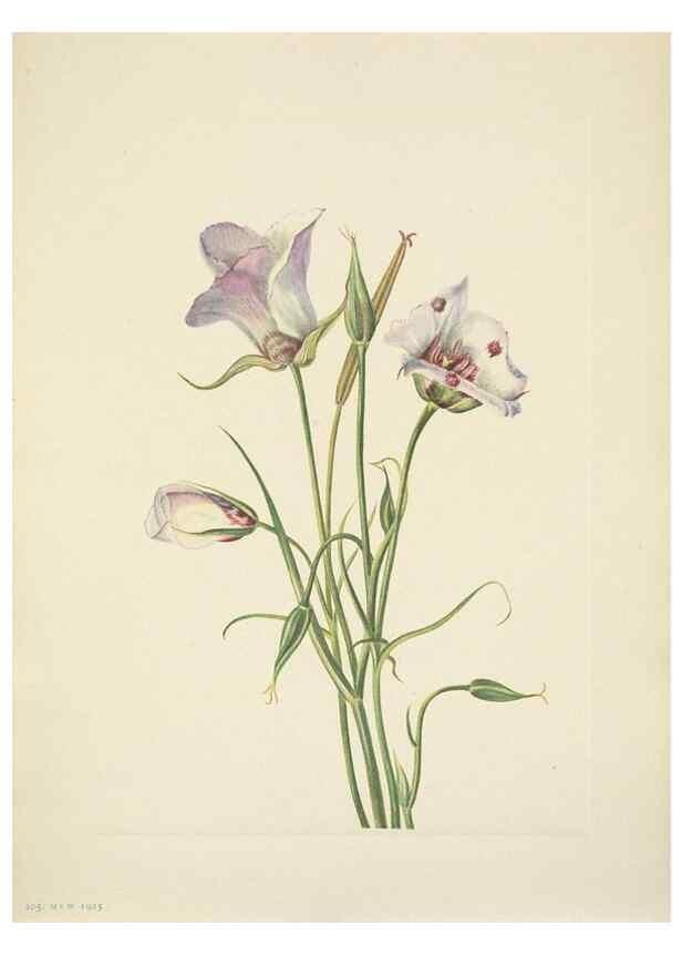 Reproducción/Reproduction 46194075334: North American wild flowers. Washington, D.C. :Smithsonian Institution,1925.. 