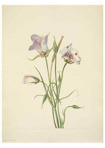 Reproducción/Reproduction 46194075334: North American wild flowers. Washington, D.C. :Smithsonian Institution,1925.. 