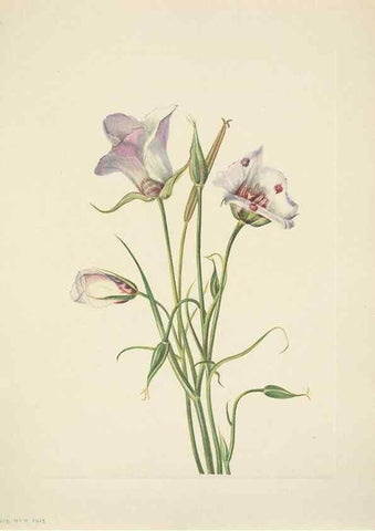 Reproducción/Reproduction 46194075334: North American wild flowers. Washington, D.C. :Smithsonian Institution,1925.. 