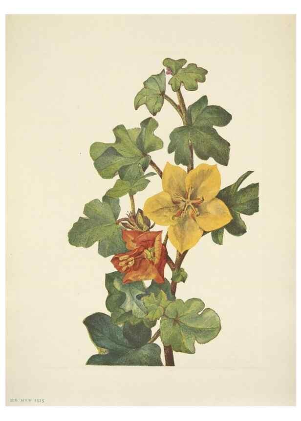 Reproducción/Reproduction 46004492325: North American wild flowers. Washington, D.C. :Smithsonian Institution,1925.. 
