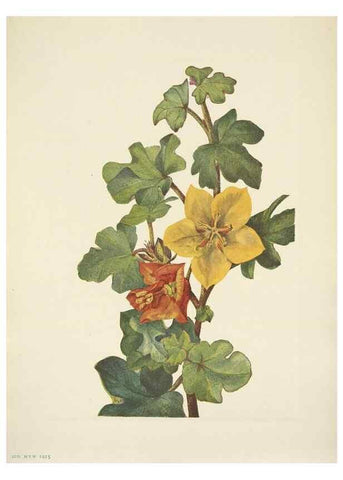 Reproducción/Reproduction 46004492325: North American wild flowers. Washington, D.C. :Smithsonian Institution,1925.. 