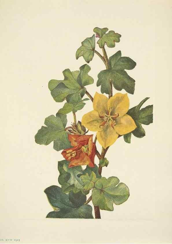 Reproducción/Reproduction 46004492325: North American wild flowers. Washington, D.C. :Smithsonian Institution,1925.. 