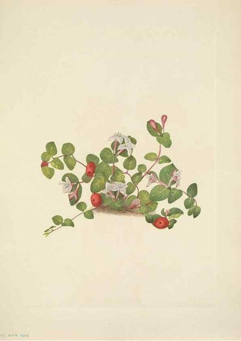 Reproducción/Reproduction 31977717677: North American wild flowers. Washington, D.C. :Smithsonian Institution,1925.. 